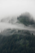 Misty Forest B&W