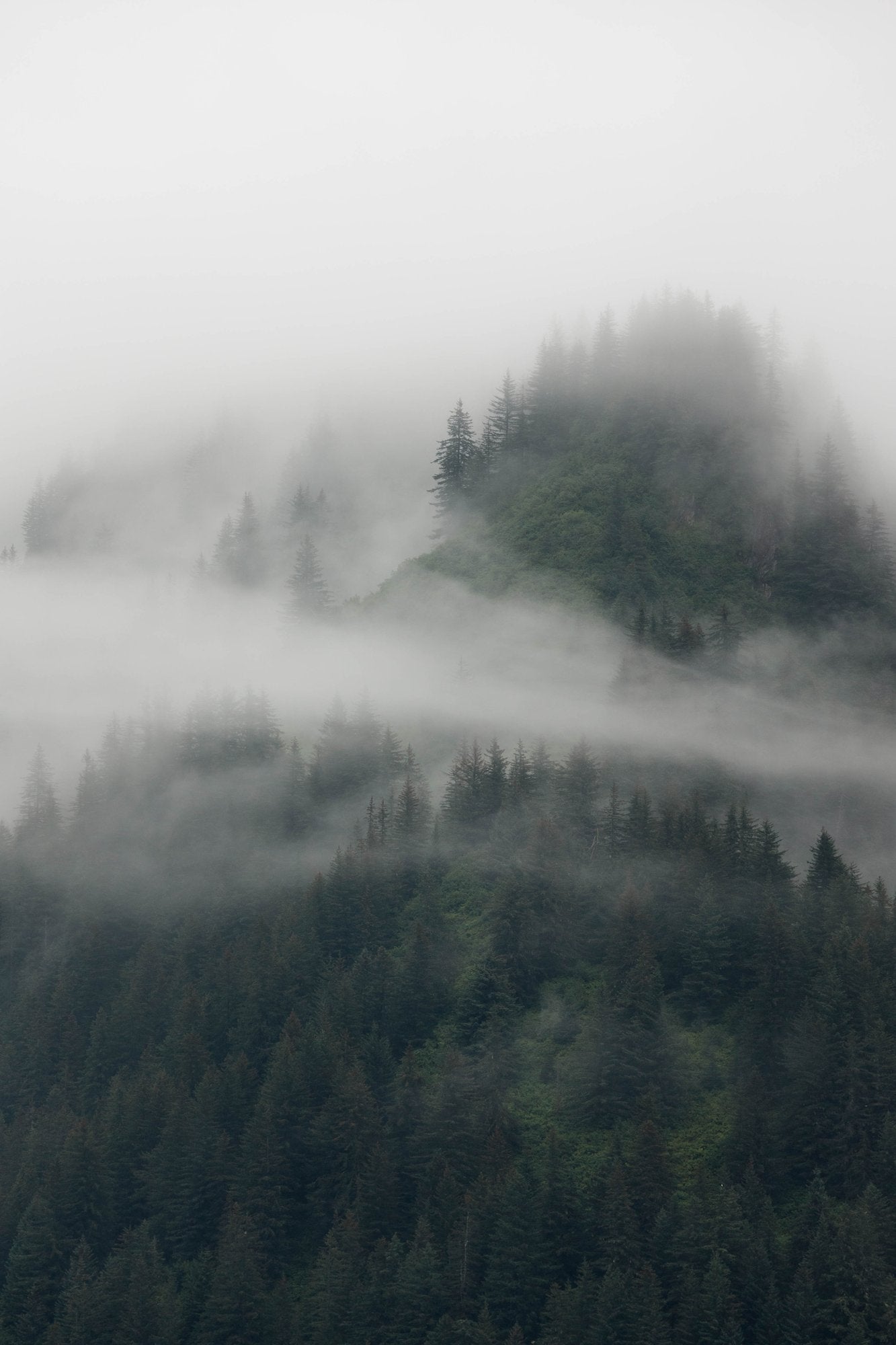 Misty Forest B&W