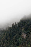 Misty Forest