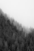 Misty Forest Mountainside II