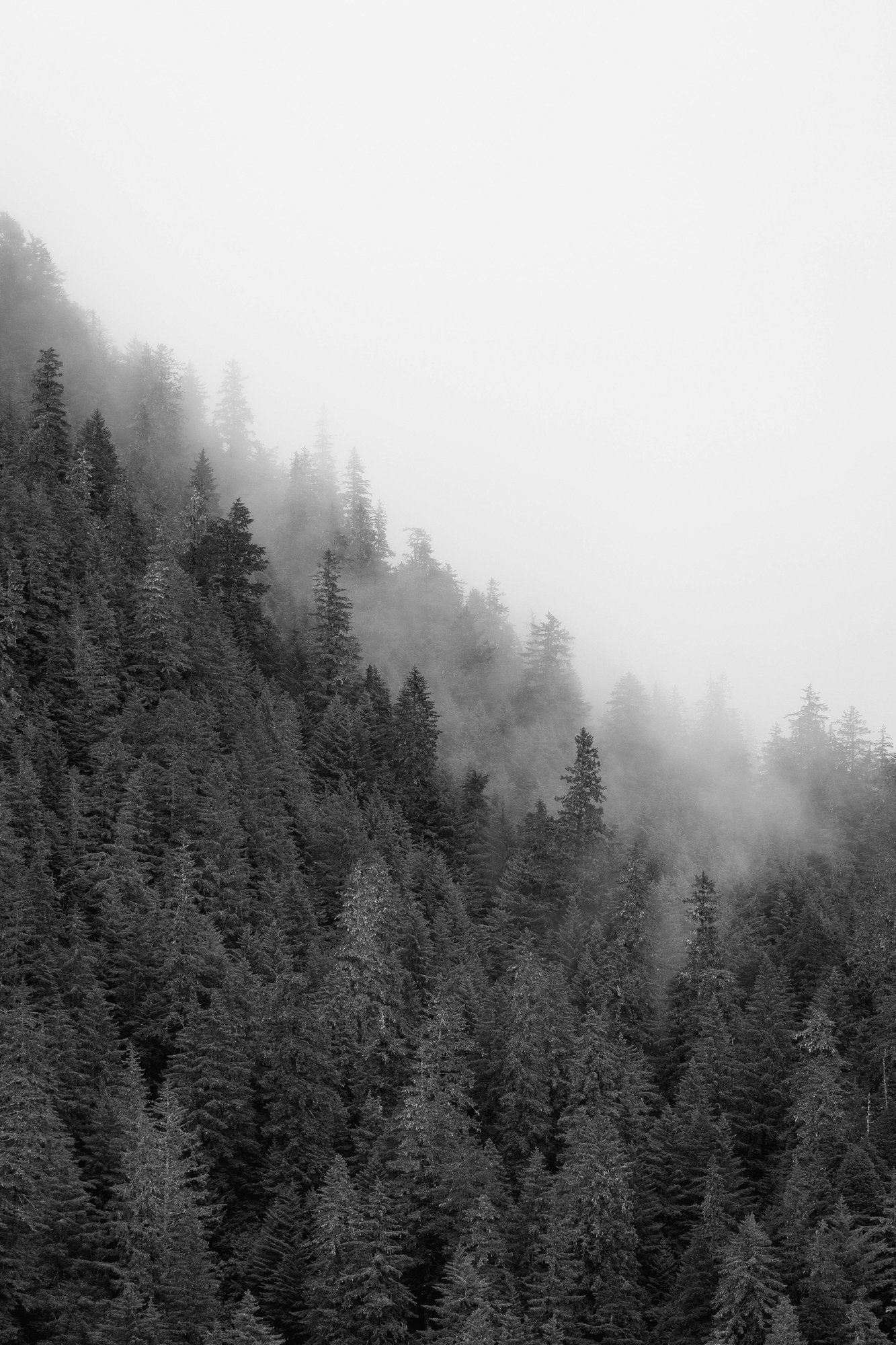 Misty Forest Mountainside II
