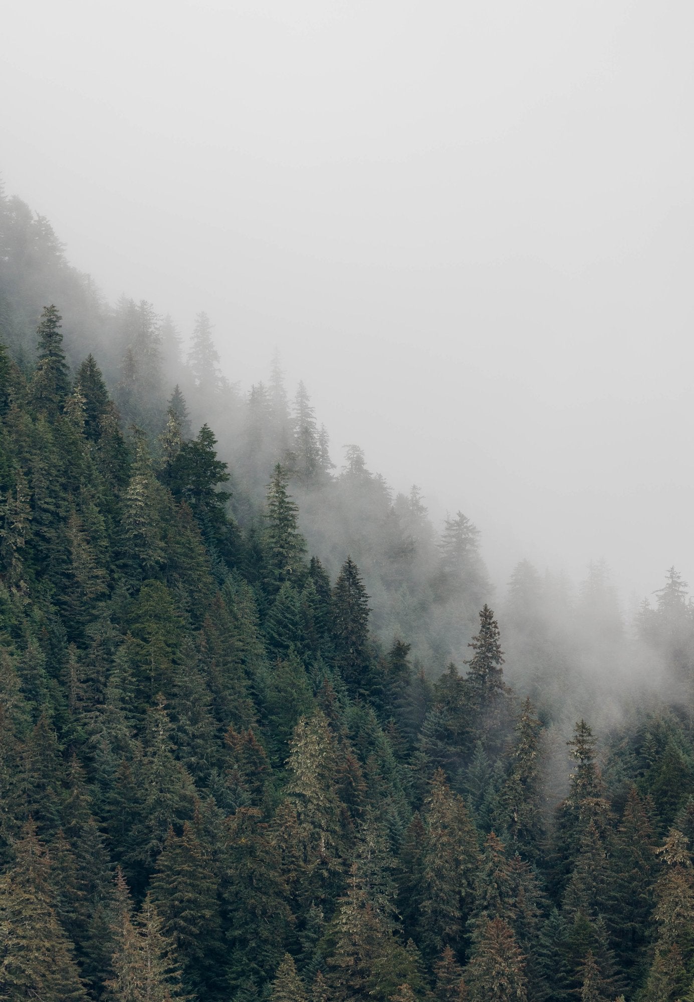 Misty Forest Mountainside