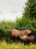 Moose Cow and Calf