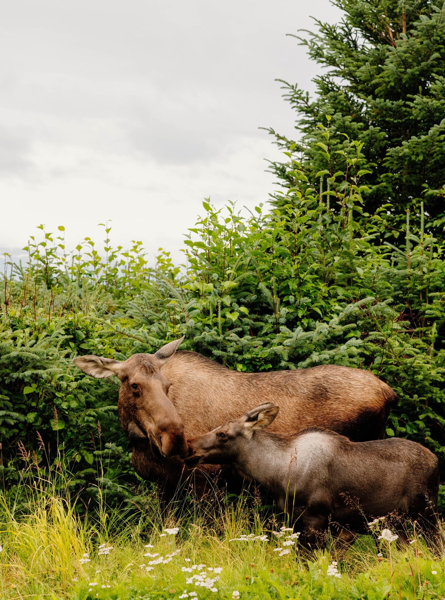 Moose Cow and Calf