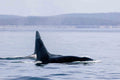 Bull Orca