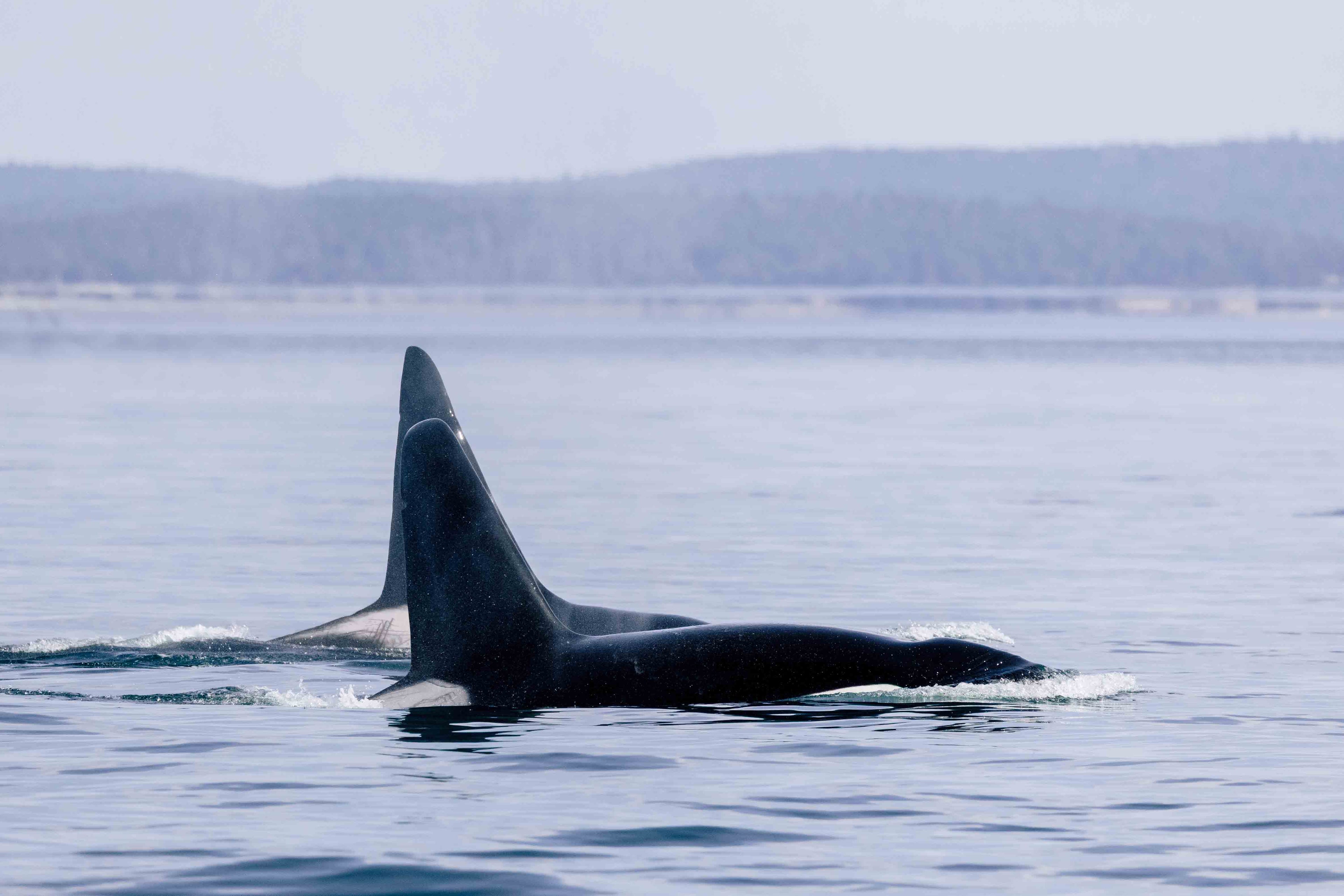 Bull Orca