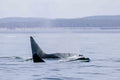 Orca Blow