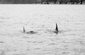 Orca Pair B&W