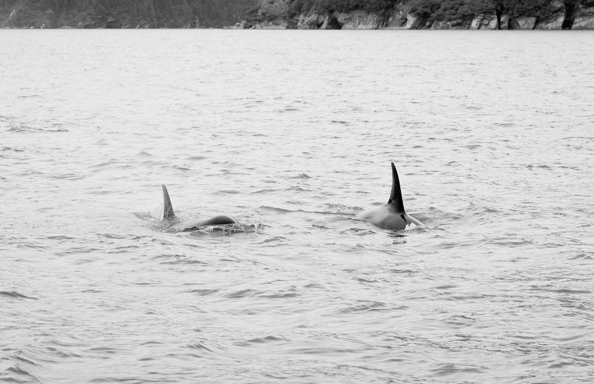 Orca Pair B&W