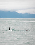 Orca Pair with Mountains III