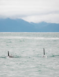 Orca Pair with Mountains II