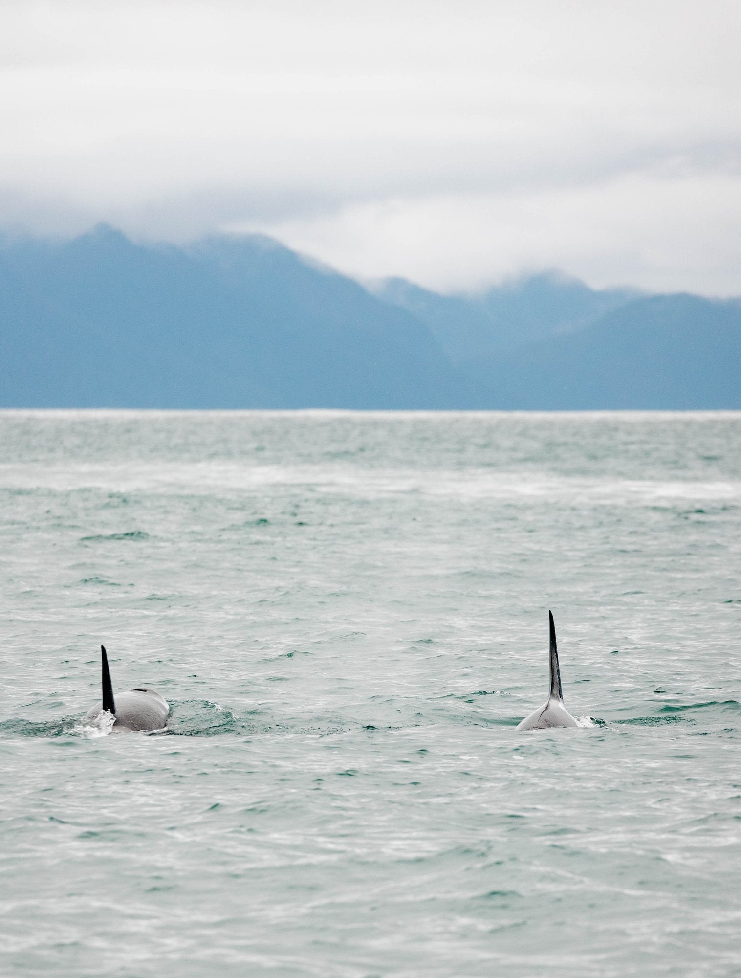 Orca Pair with Mountains II