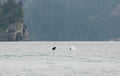 Orca Pair with Mountains