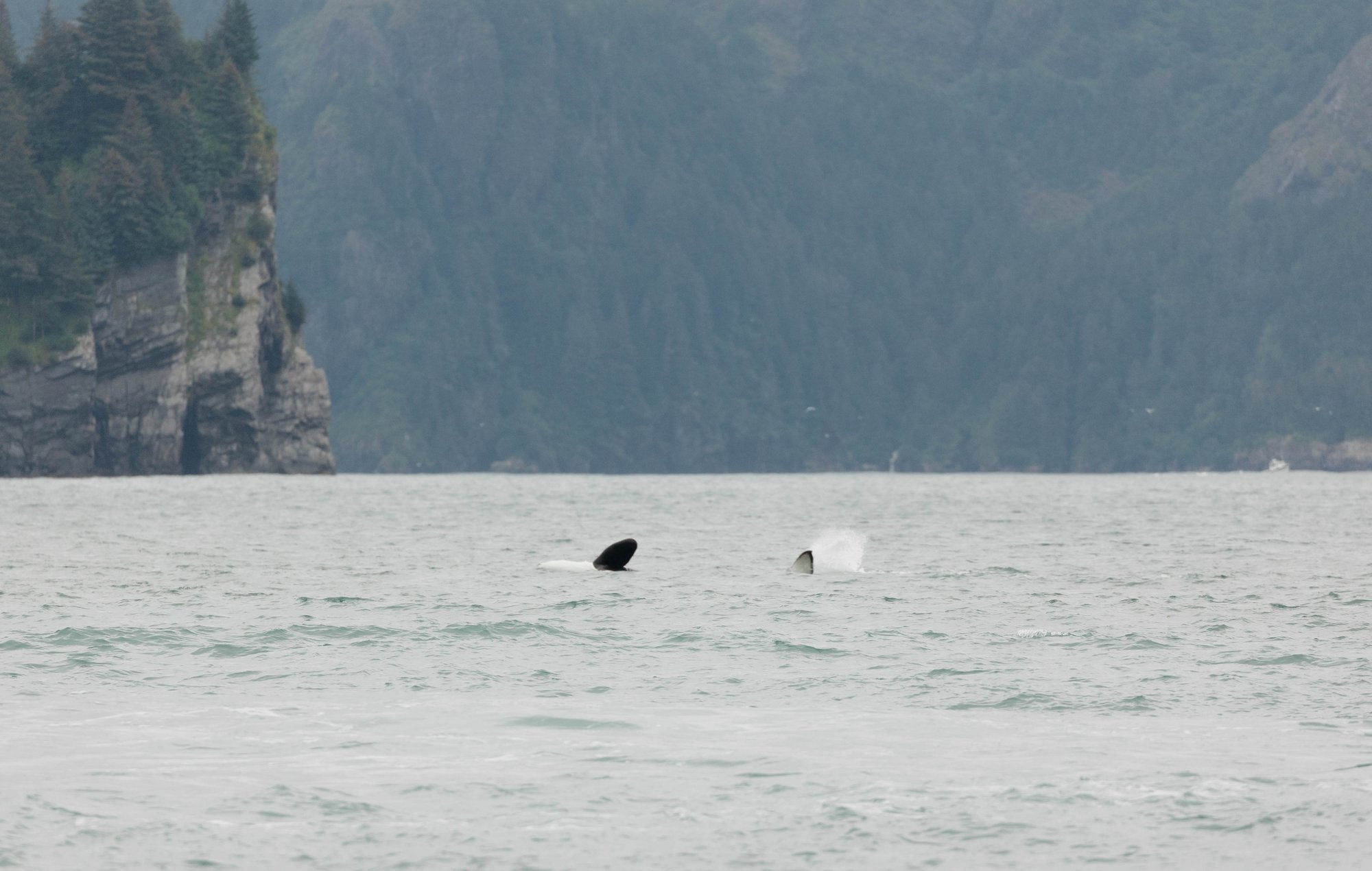 Orca Pair with Mountains