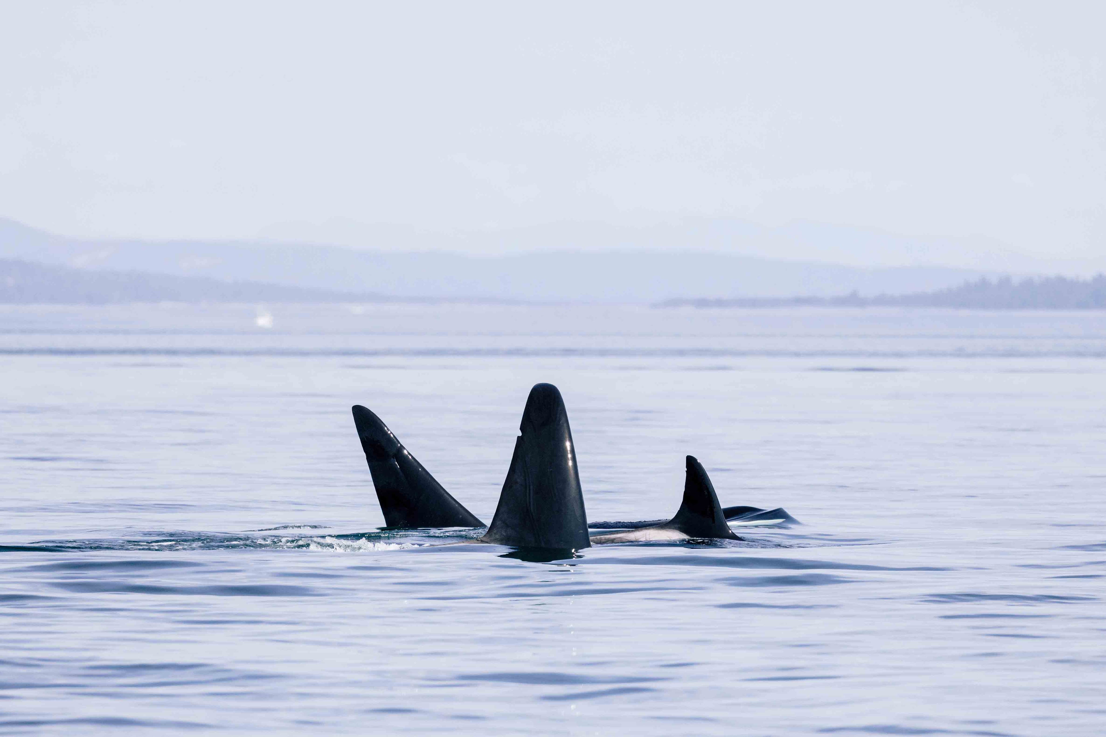 Orca Pod