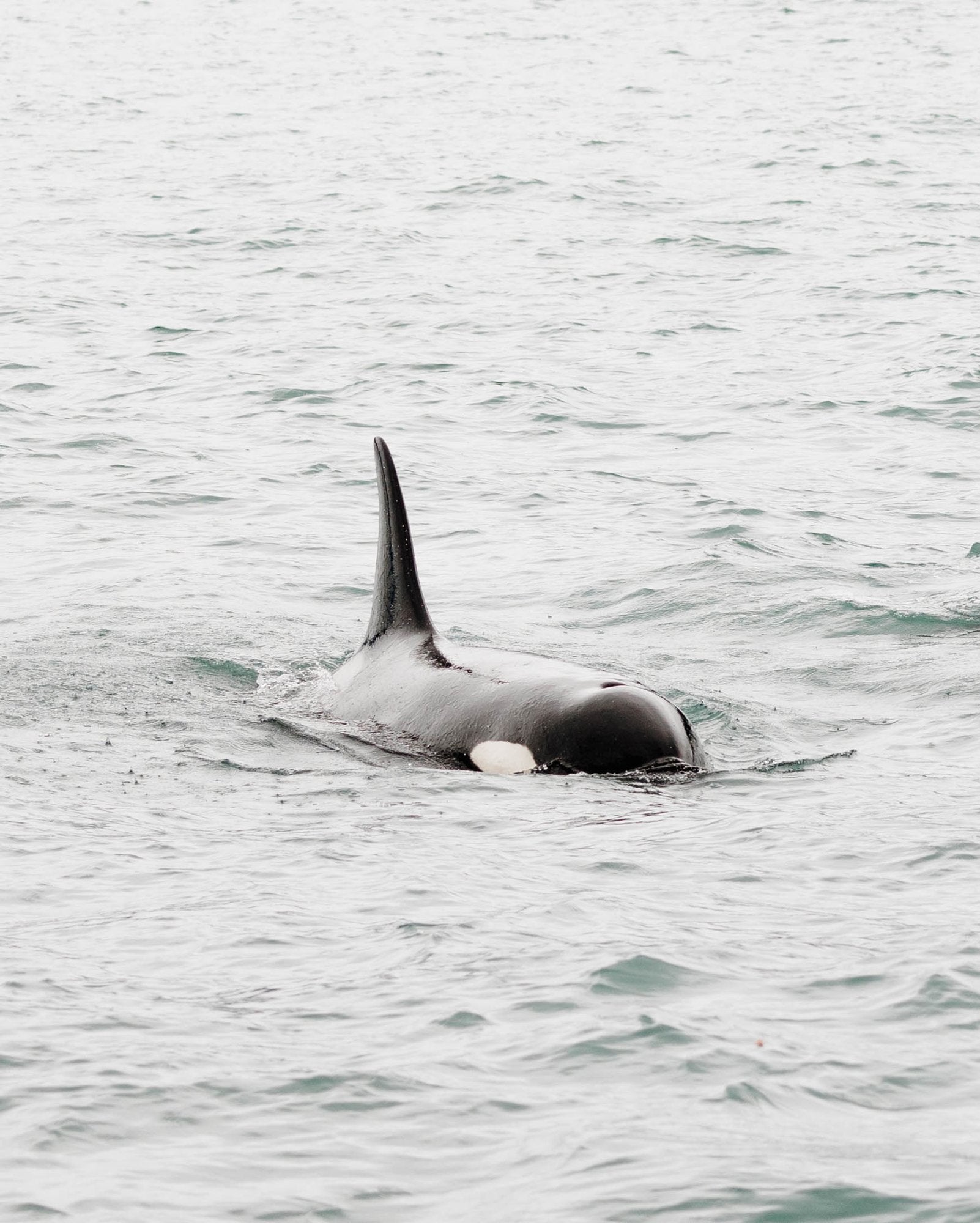 Orca Surfacing III