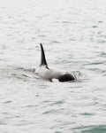 Orca Surfacing V