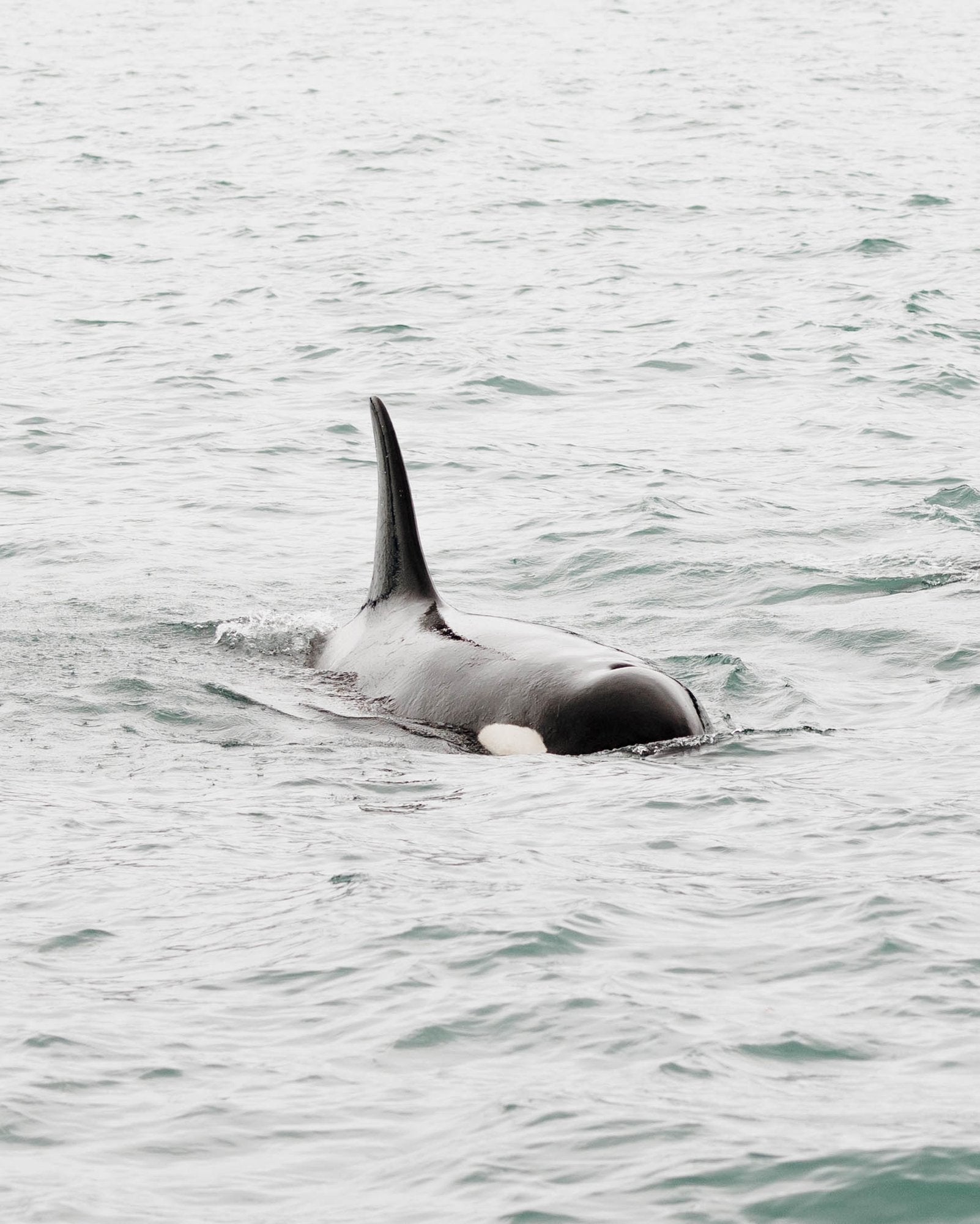 Orca Surfacing V