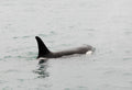 Orca Surfacing VII
