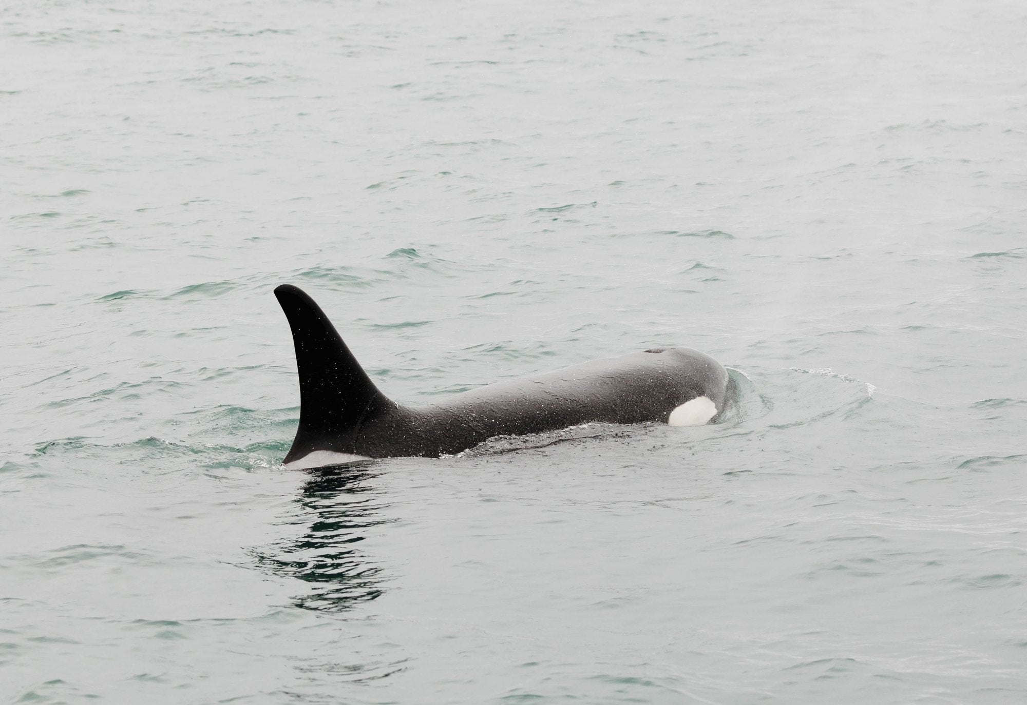 Orca Surfacing VII