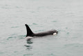 Orca Surfacing VIII