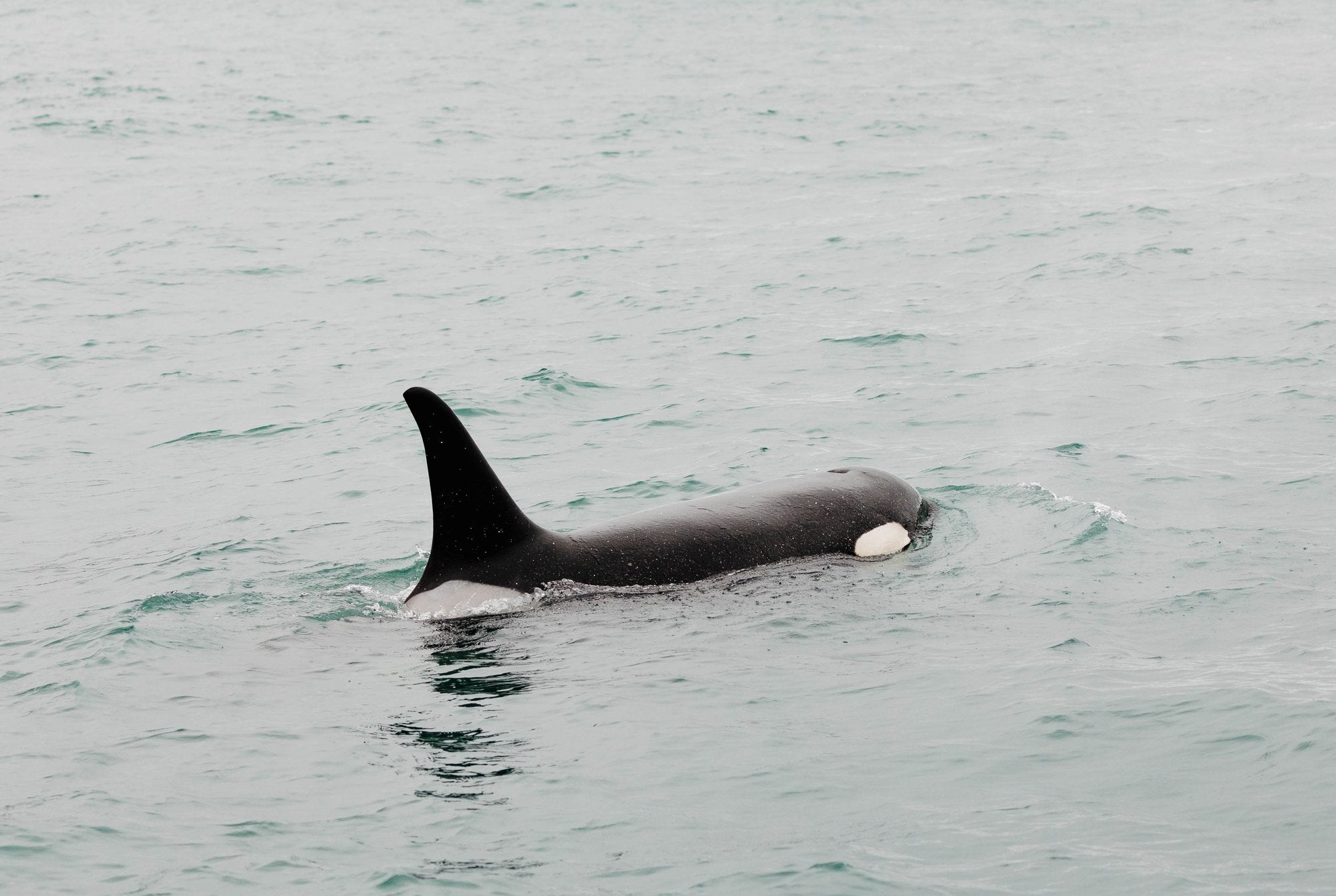 Orca Surfacing VIII