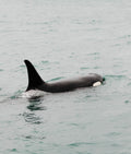 Orca Surfacing IX