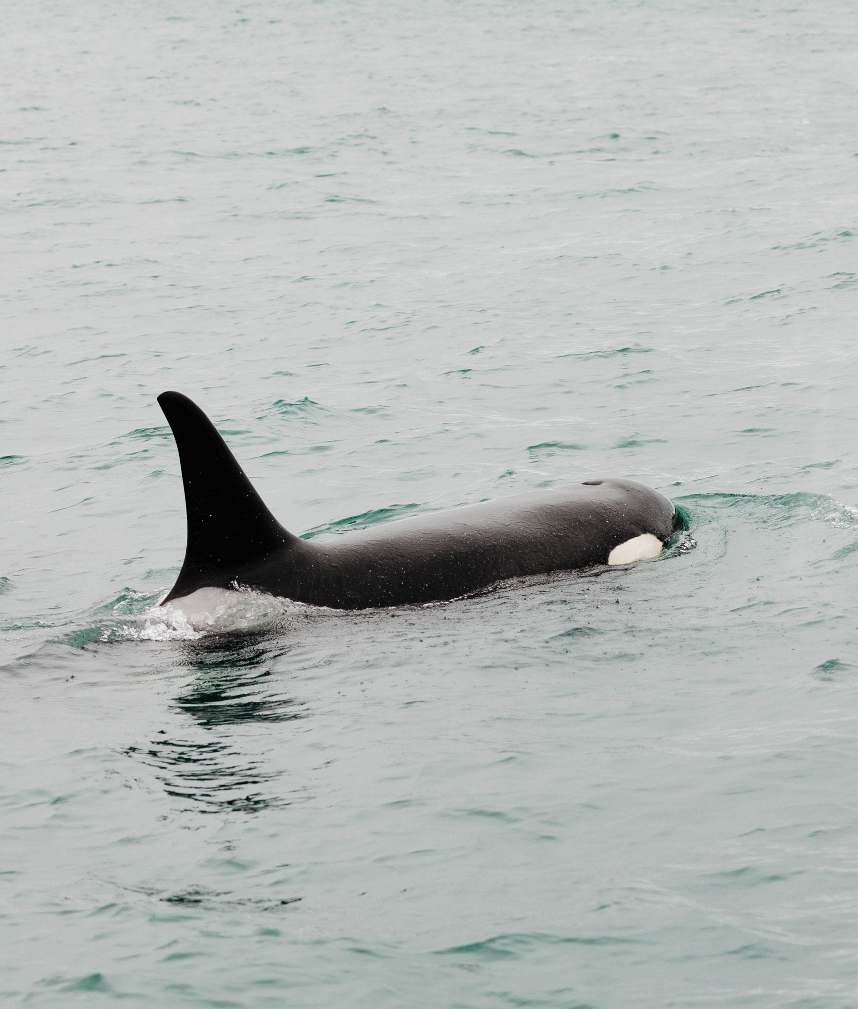 Orca Surfacing IX