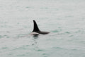 Orca Surfacing X
