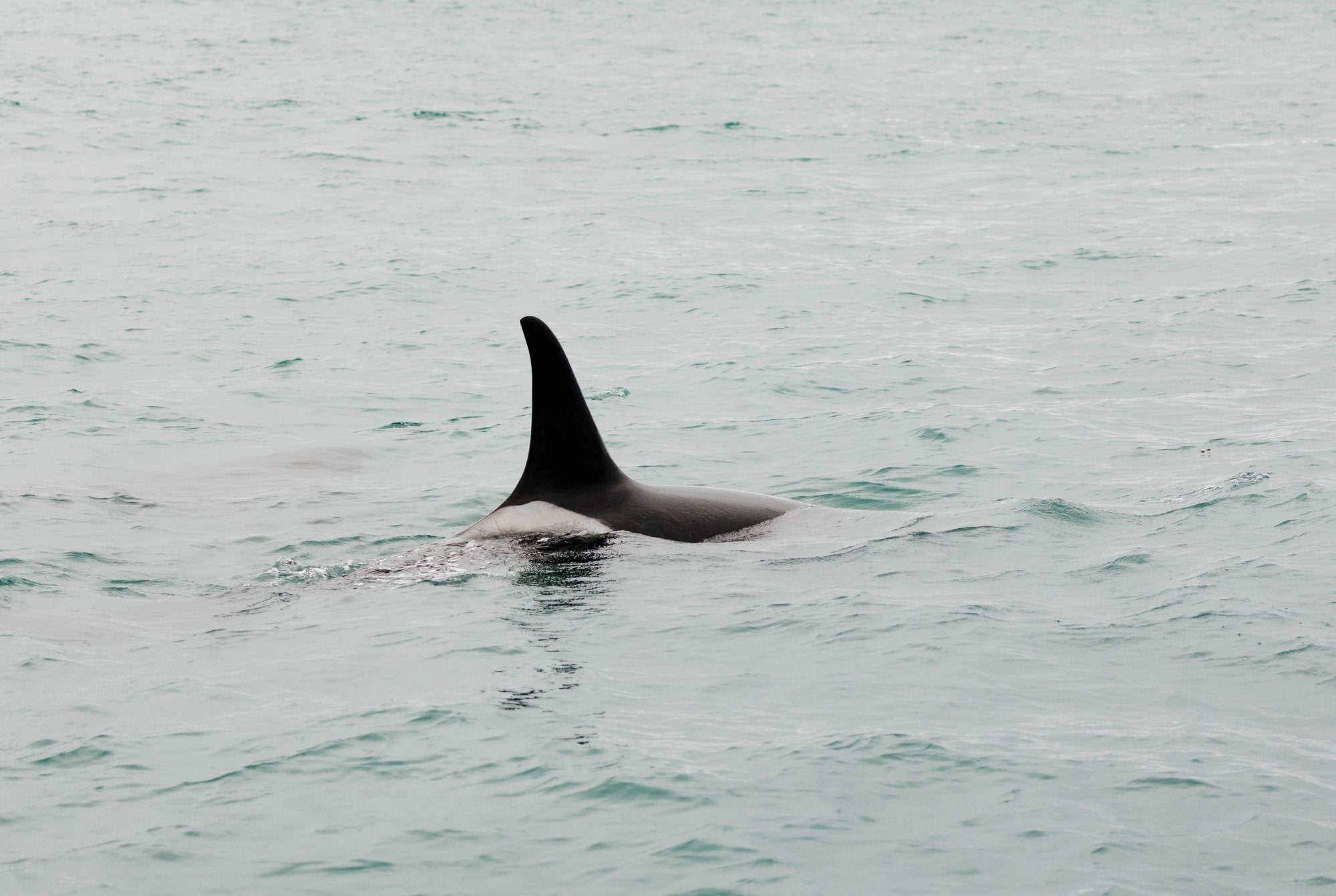 Orca Surfacing X