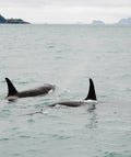 Orca Surfacing XI
