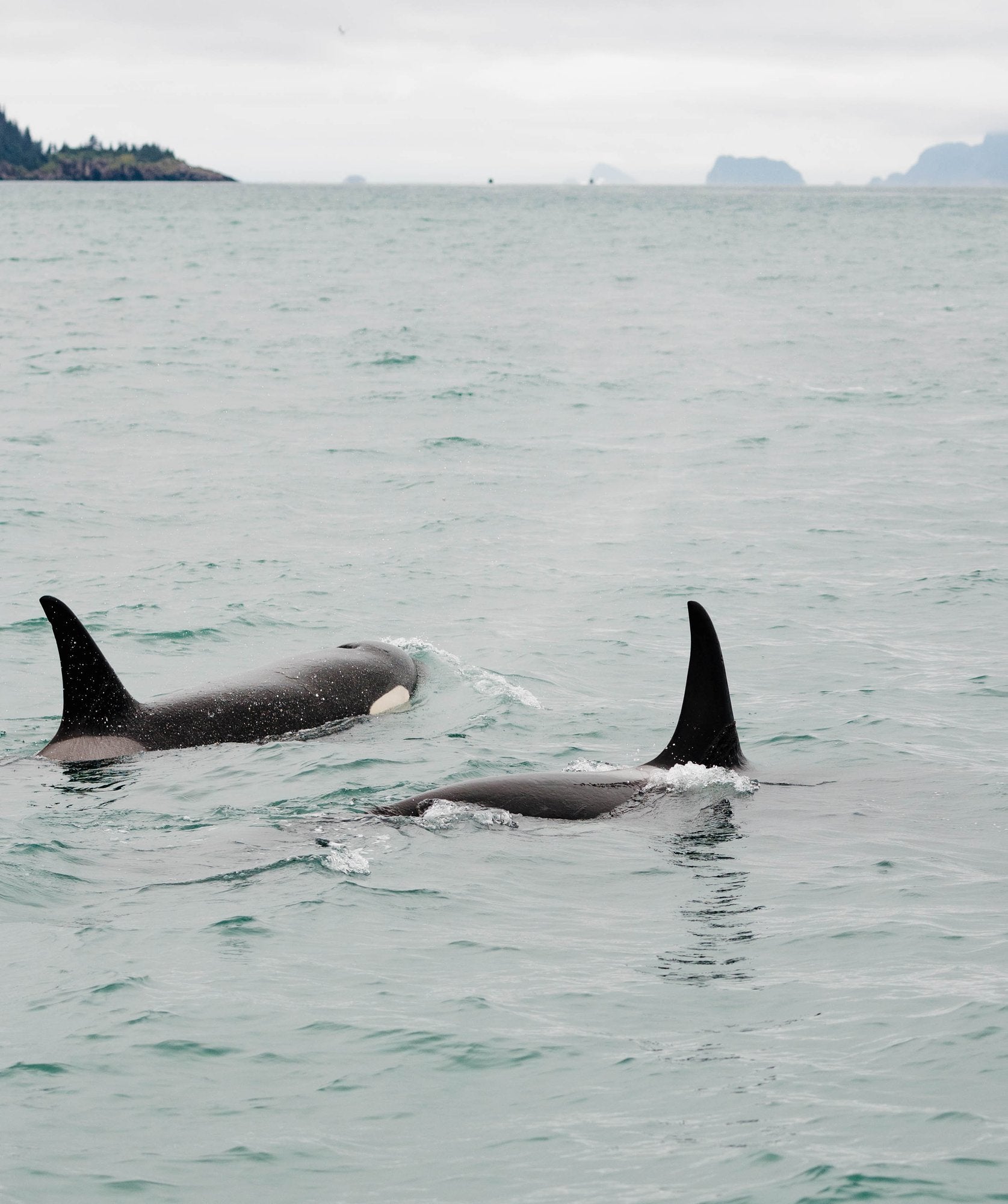 Orca Surfacing XI