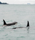Orca Surfacing XII