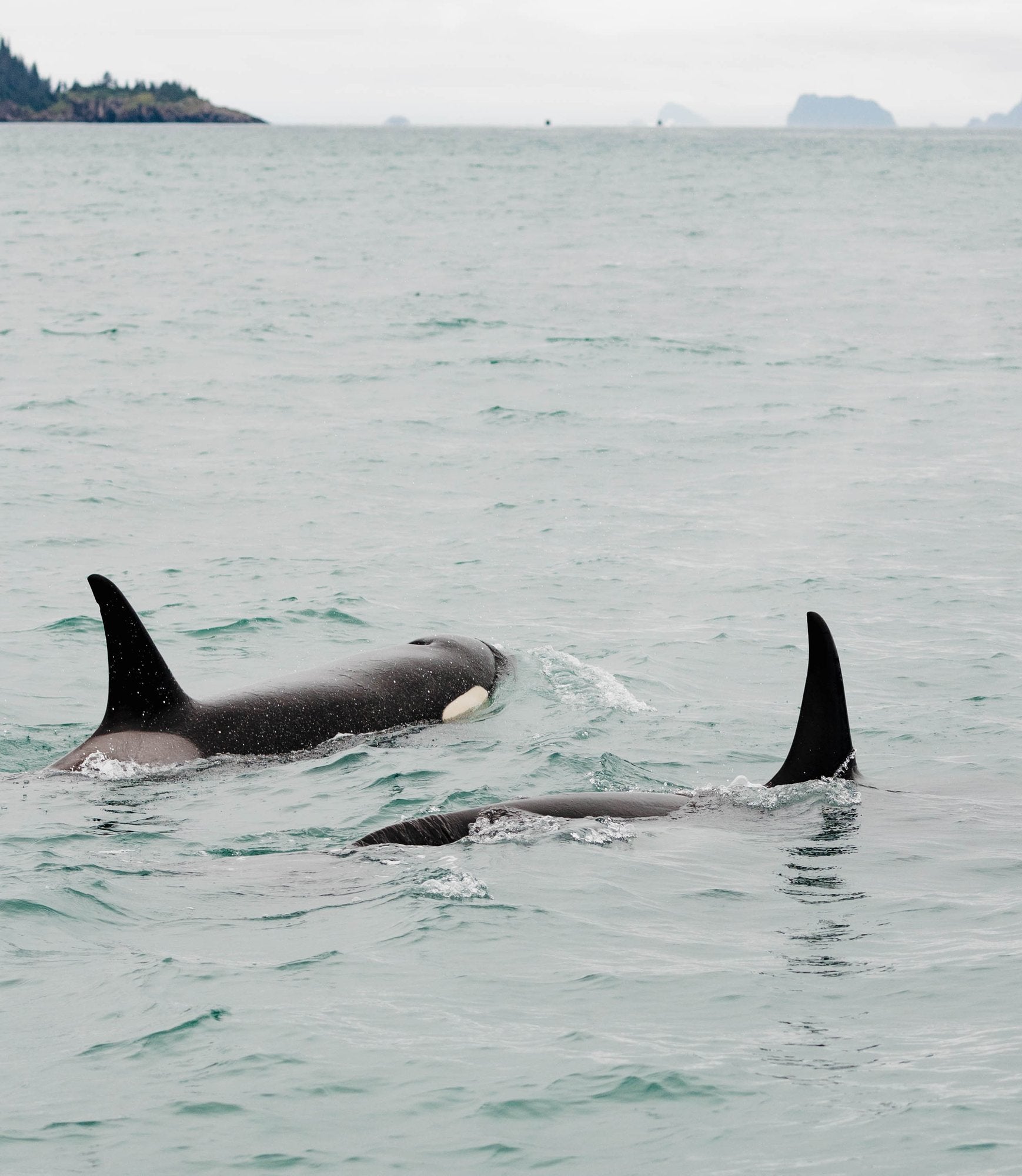 Orca Surfacing XII