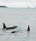 Orca Surfacing XIII