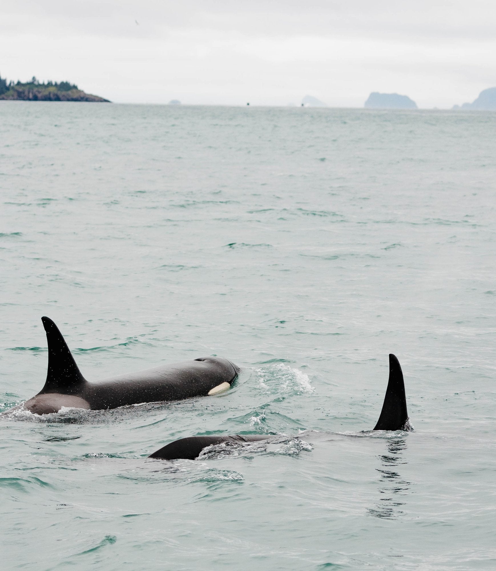 Orca Surfacing XIII