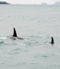 Orca Surfacing XIV
