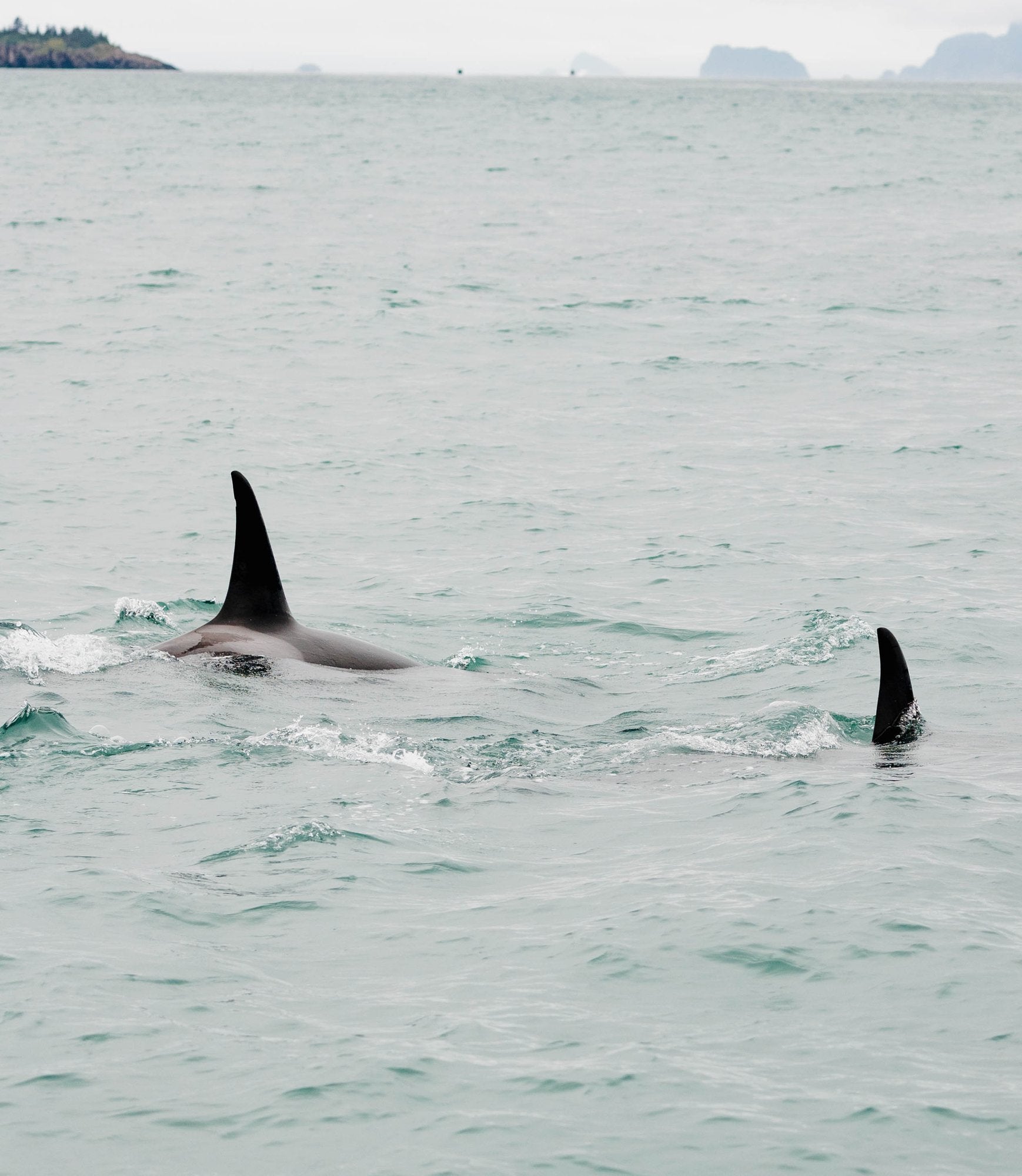 Orca Surfacing XIV