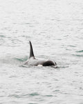 Orca Surfacing
