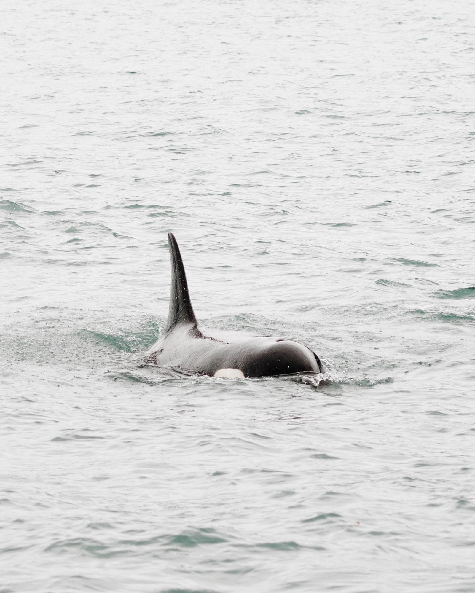 Orca Surfacing