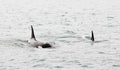 Orca Surfacing IV