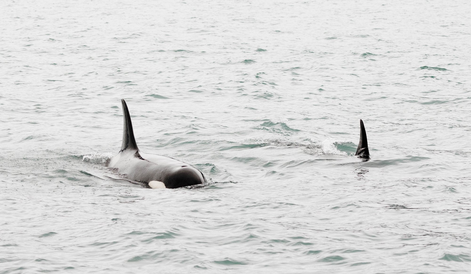 Orca Surfacing IV