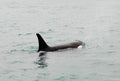 Orca Surfacing VI
