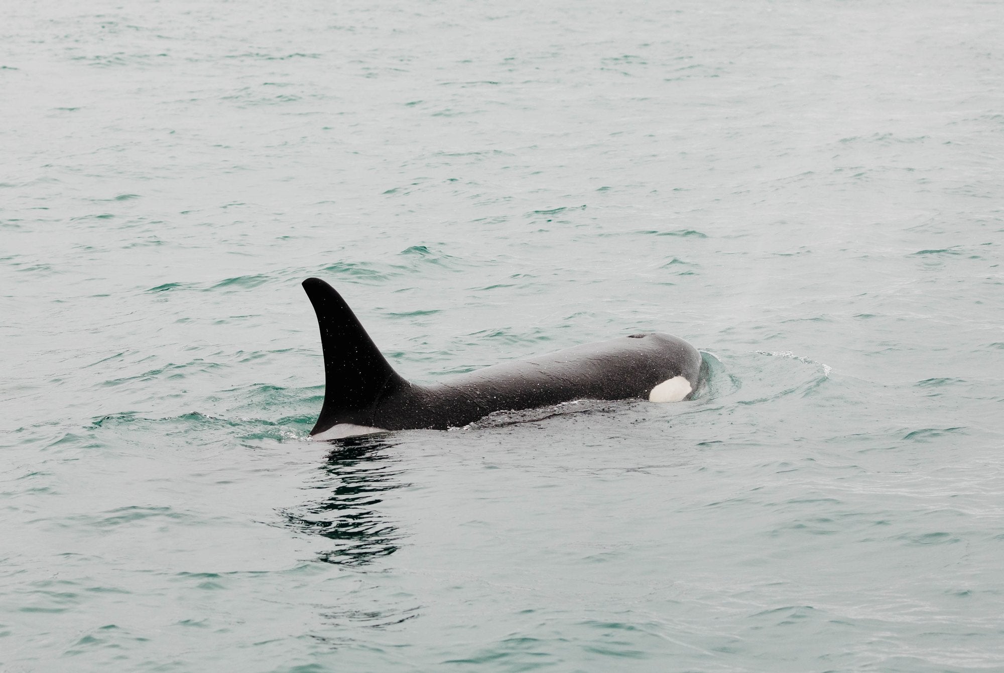 Orca Surfacing VI