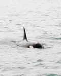 Orca Surfacing II