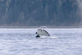Orca Tail Slap