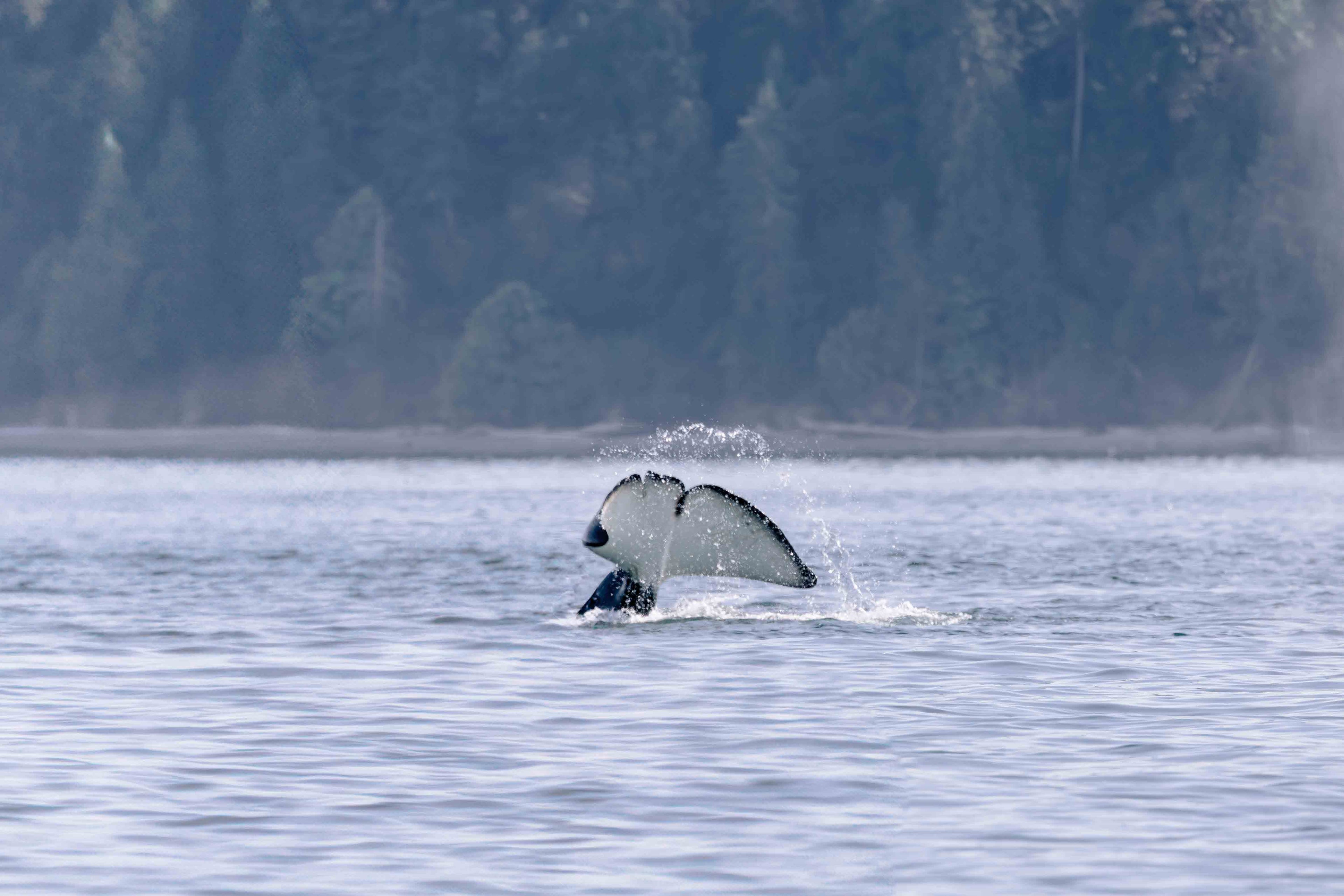 Orca Tail Slap
