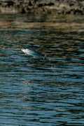 Salmon Leap