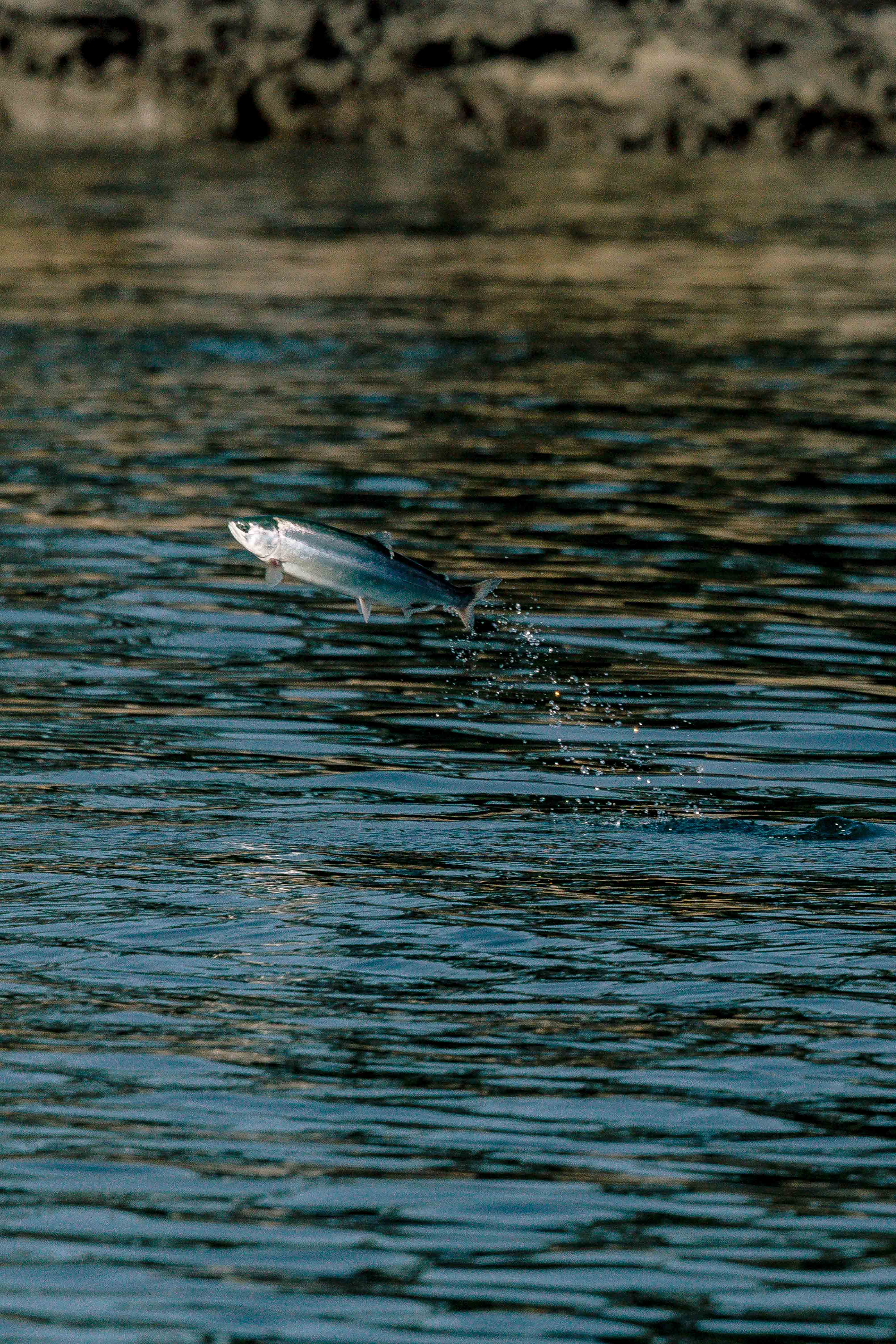 Salmon Leap
