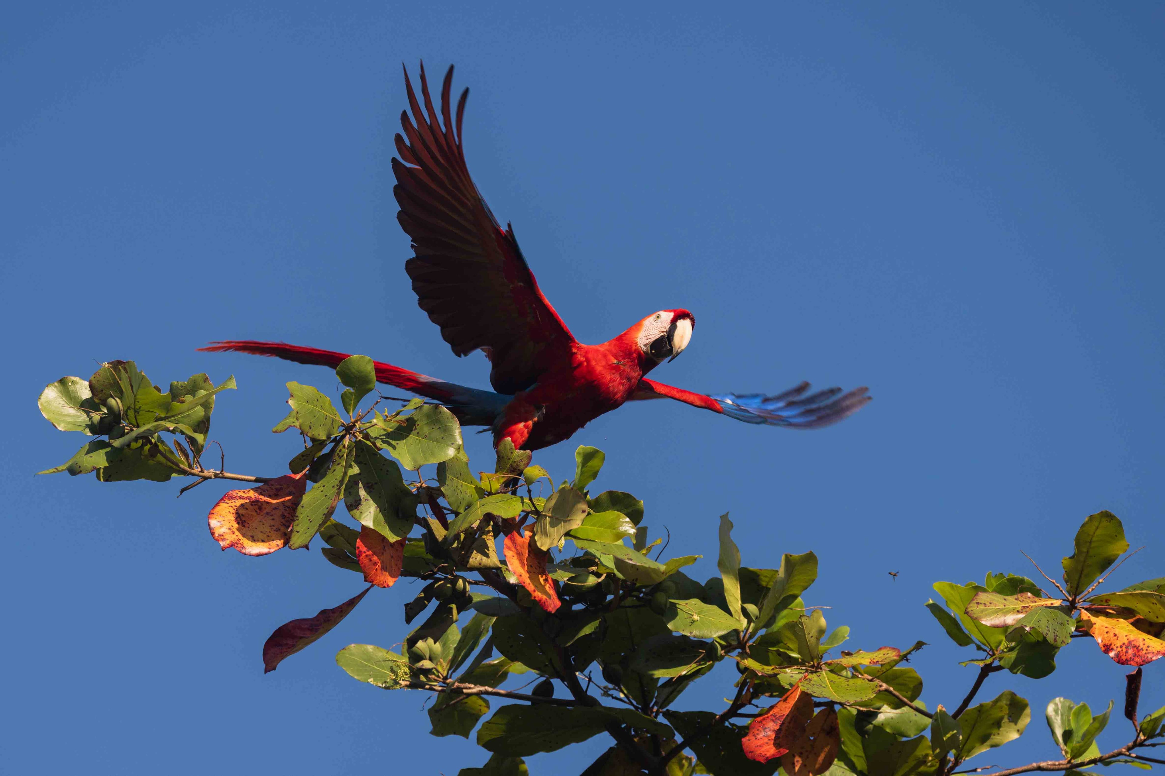 Scarlet Macaw in Flight